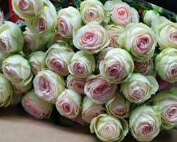 Pink Roses